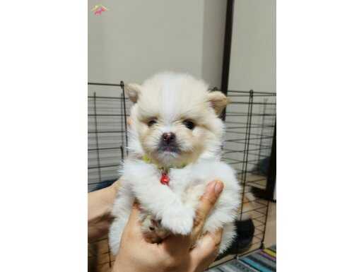 Pomeranian erkek köpek