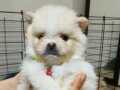 Pomeranian erkek köpek