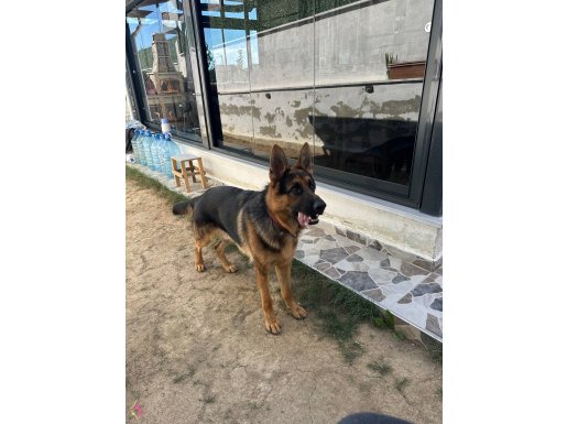 11 aylık erkek orjinal alman kurdu