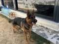 11 aylık erkek orjinal alman kurdu