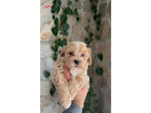  Maltipoo Disi erkek 2 aylık