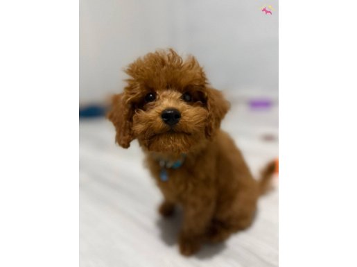 Poddle 3 buçuk aylık erkek