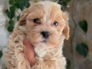  Maltipoo Disi erkek 2 aylık