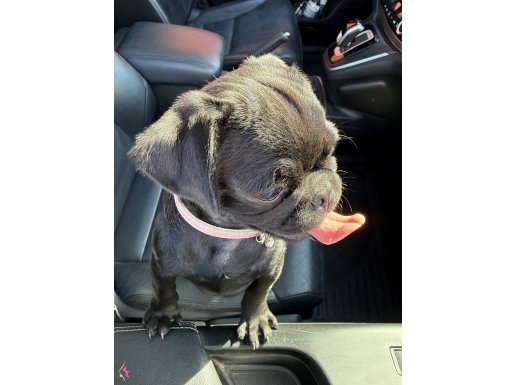 Siyah Yavru Pug 3 aylık