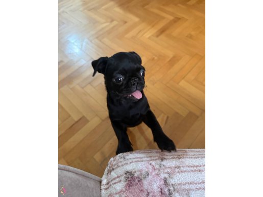 Safkan Pug Siyah Kadife renk Bebekler