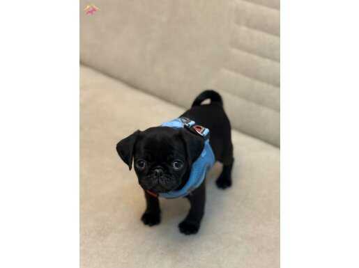 Evcil Sağlıklı Uysal Safkan Pug Yavrular.!