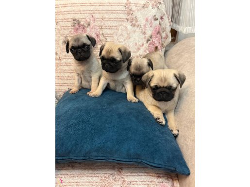 Safkan Orjinal Pug Mops Bebekler