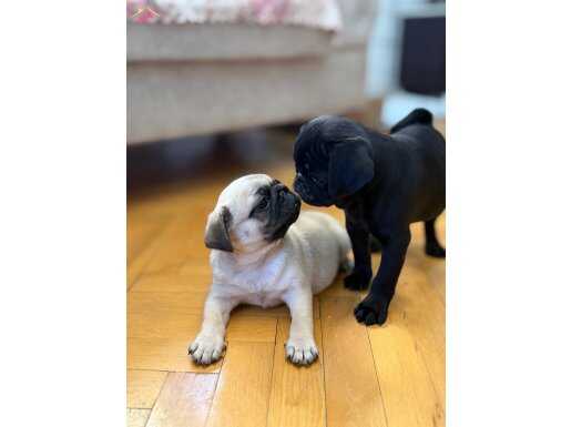 Boy boy Orjinal Safkan Pug Bebekler evcil