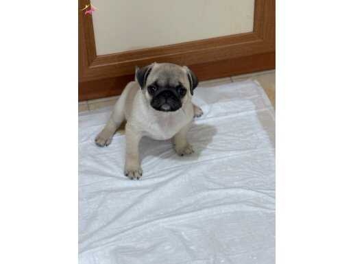 Orjinal Pug Mops Yavrular Egitimli