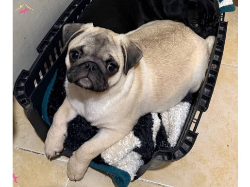 Ev Ortamında Yetişmiş Tuvalet Eğitimli Uysal Pug Mops Yavruları