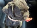 Siyah Yavru Pug 3 aylık