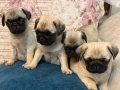 Safkan Orjinal Pug Mops Bebekler