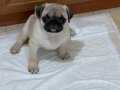 Orjinal Pug Mops Yavrular Egitimli