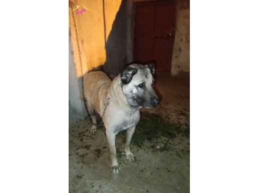 A Kalite Damızlık Kangal 