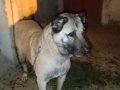 A Kalite Damızlık Kangal 