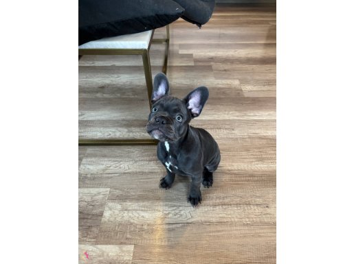 French Bulldog 