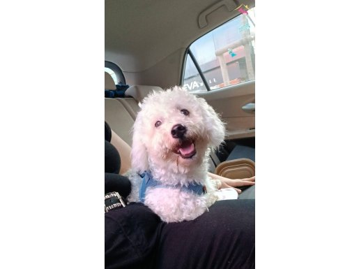 Beyaz Pelüş Oyuncak Maltipoo