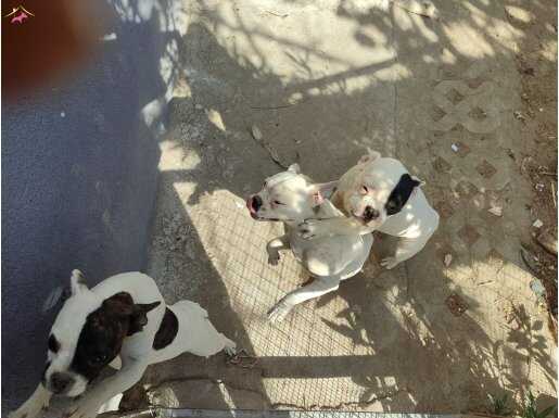 8 aylık falan dişi 2 tane 