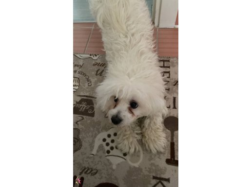 Latte yeni aile arıyor