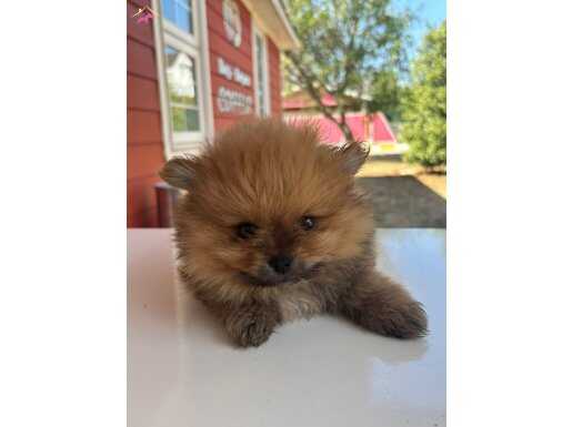 2 aylık yawru erkek boo