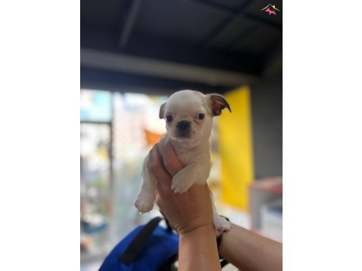 Acilll 3 aylık asıları var 