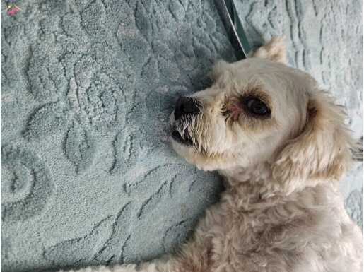 2 Yaşında Karneli ücretsiz sahiplendirme 