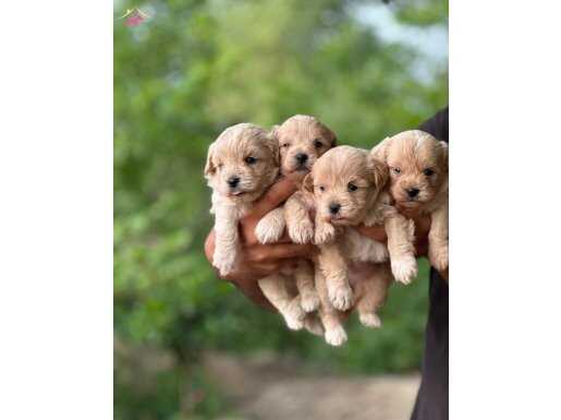 İzmir maltipoo dünyası