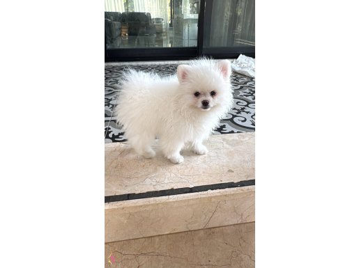 BEMBEYAZ SAFKAN ERKEK