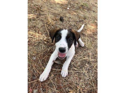Neşeli bir  beagle mix oğlan