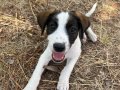 Neşeli bir  beagle mix oğlan