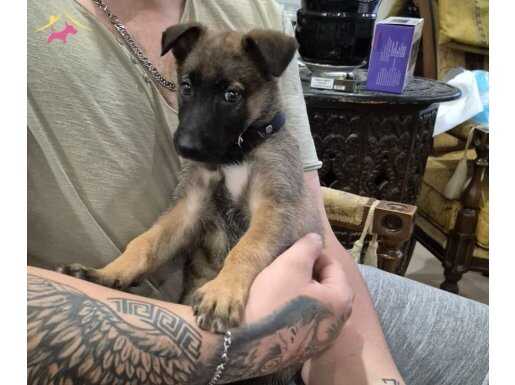 2 aylık dişi Belçika kurdu yavrusu