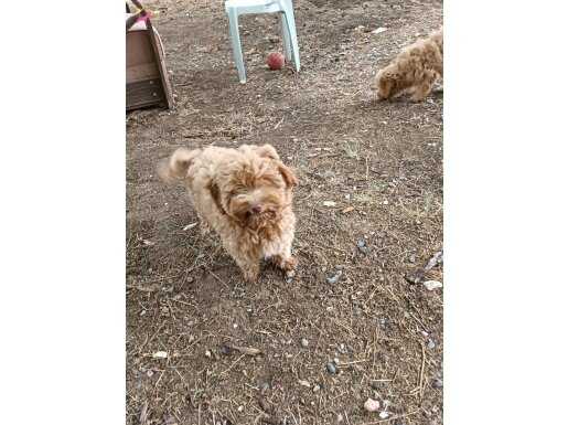 Son dişi yavrularimiz