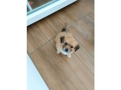 1.5 Aylık Dişi Pekinez 