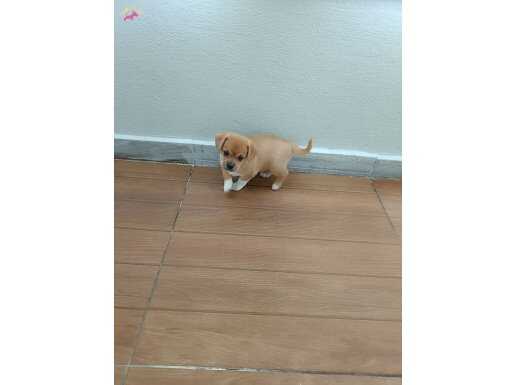 1.5 Aylık Dişi Pekinez 