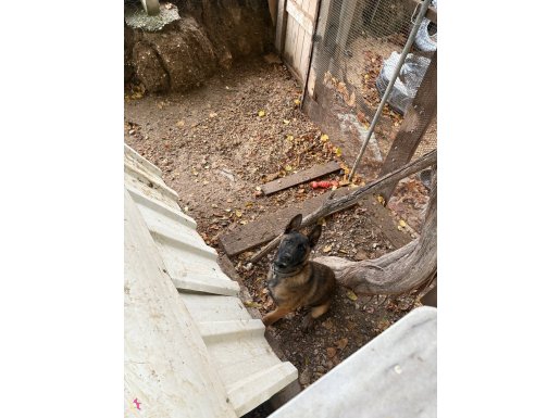 3 aylık malinois çok akıllı