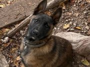 3 aylık malinois çok akıllı