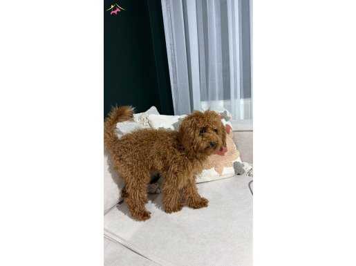 6 aylık aşıları tam toy poddle