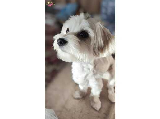 Maltese Terrier