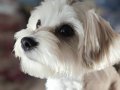 Maltese Terrier