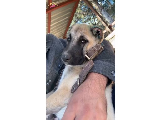 Ücretsiz kangal