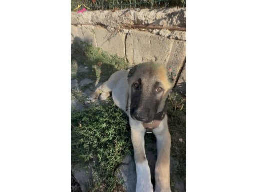 KANGAL SAHİPLENDİRME 