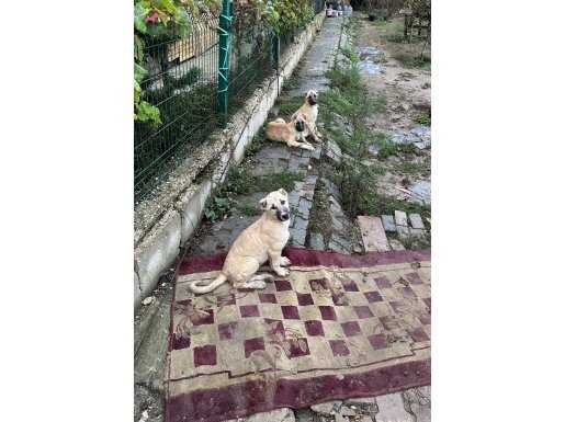 A KALİTE KANGALIMIZ 2 TANE BERABER VERİLCEK