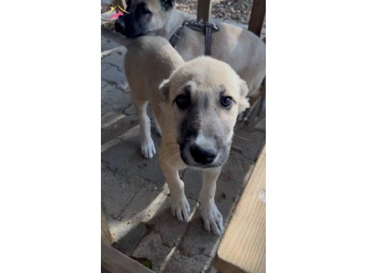 A KALİTE 2 TANE KANGAL AŞI TAM