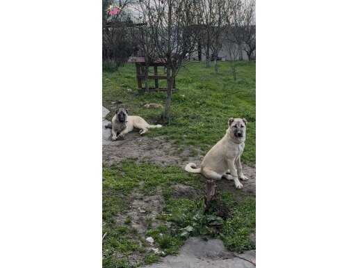 4 aylık dişi erkek Kangal 