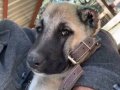 Ücretsiz kangal
