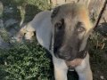 KANGAL SAHİPLENDİRME 