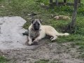 KANGAL VE YAVRU LABRADOR 