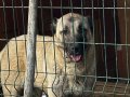 KANGAL VE YAVRU LABRADOR 