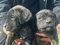 A KALİTE CANE CORSA