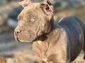A KALİTE CANE CORSA